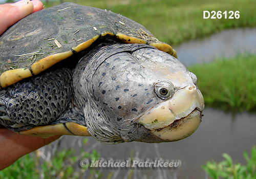 Malaclemys terrapin
